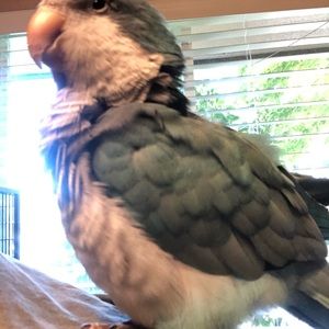 Meet your Posher, Cristobal